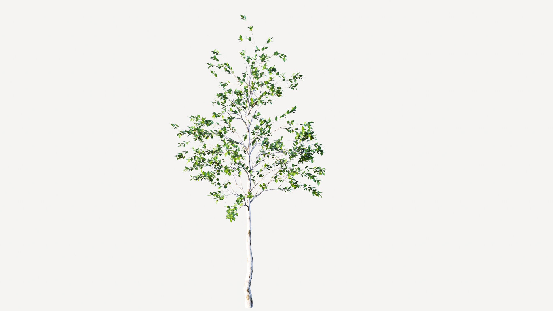 birch tree 3D model_3