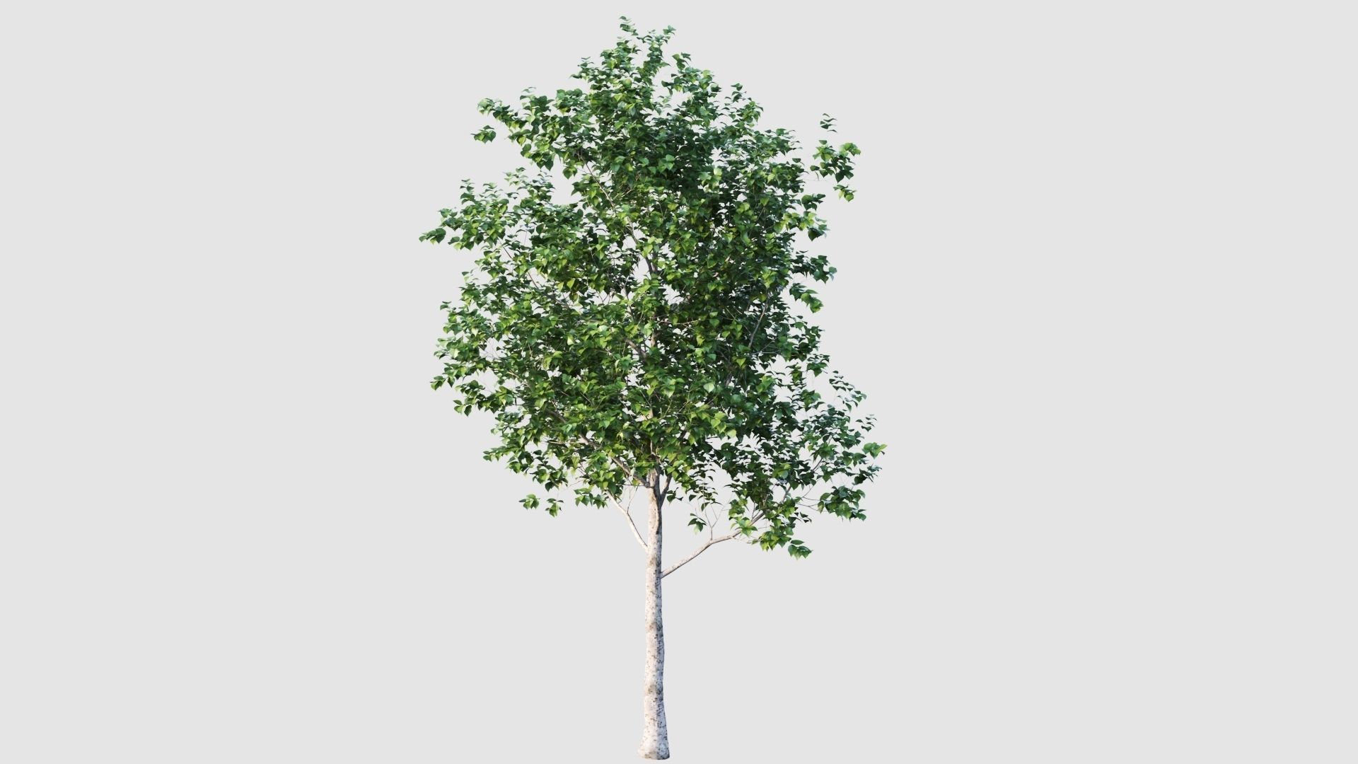 birch tree 3D model_4