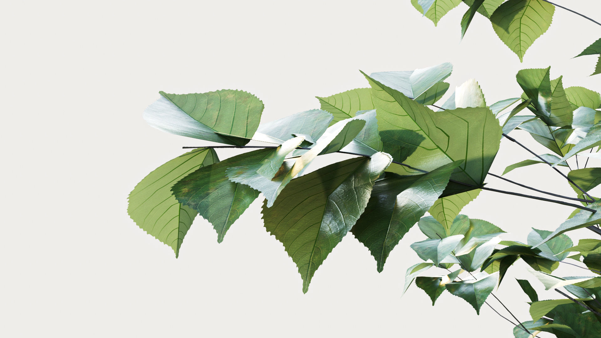 birch tree 3D model_1