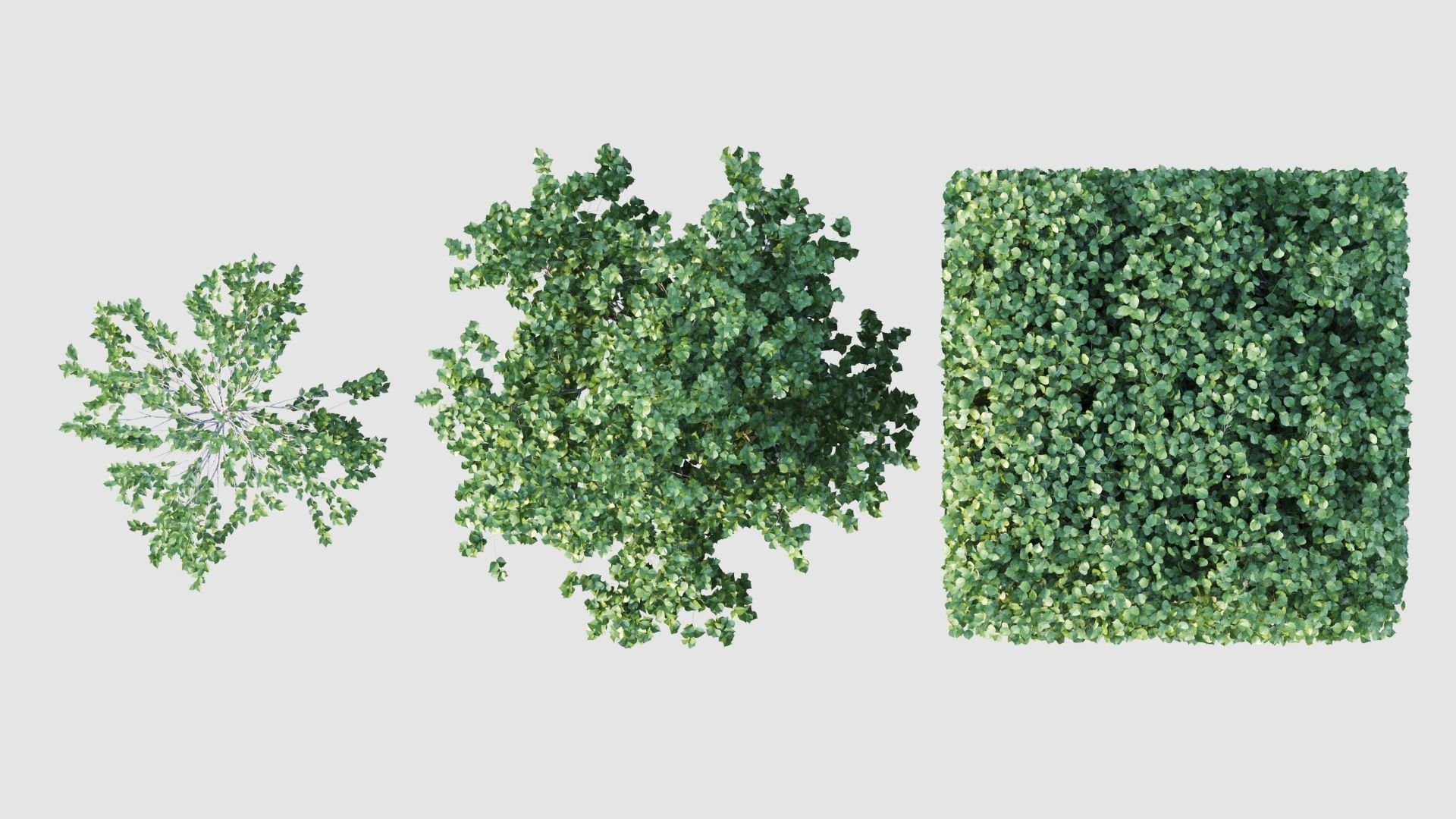 birch tree 3D model_6