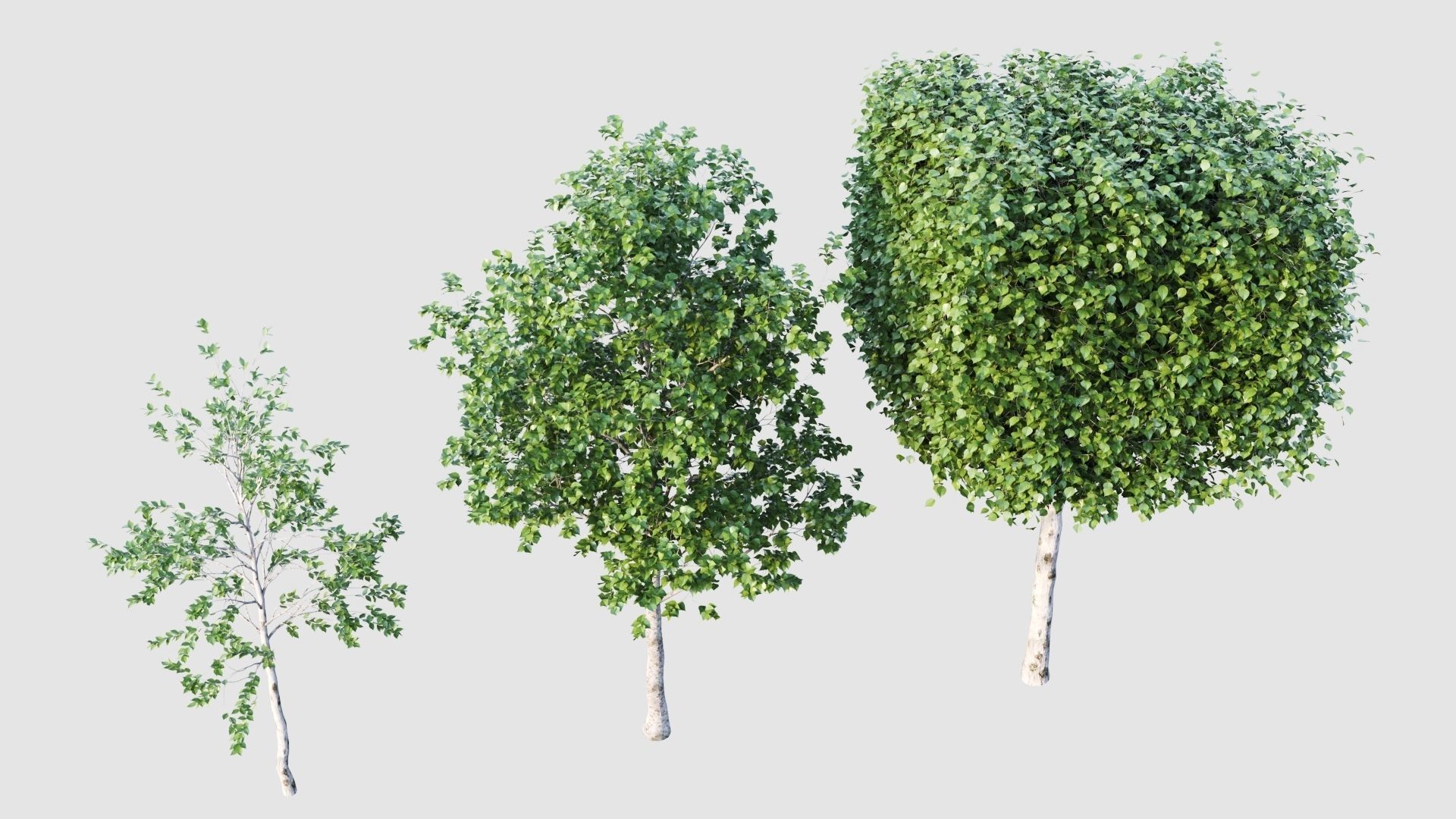 birch tree 3D model_2