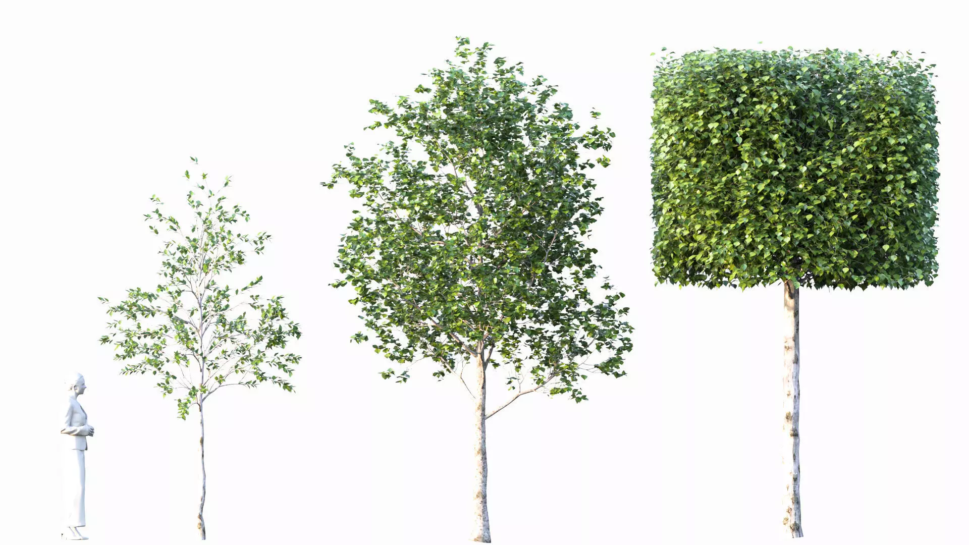 birch tree 3D model_0