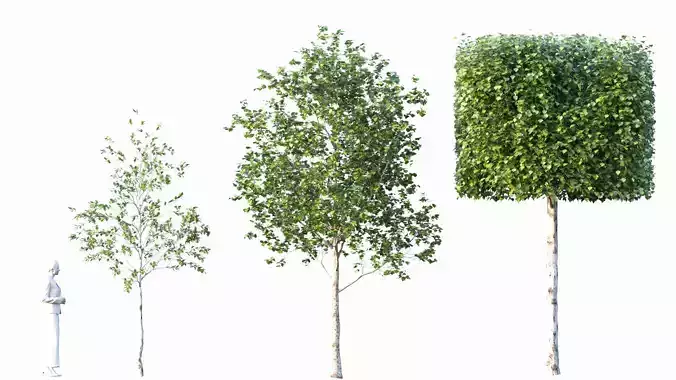 birch tree 3D model