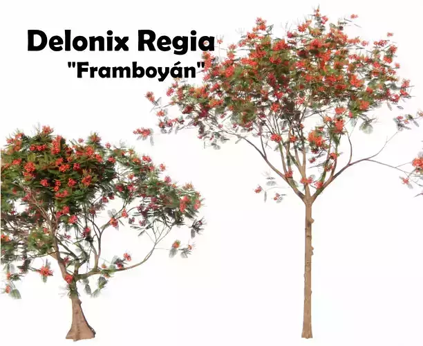 Delonix Regia  3D model