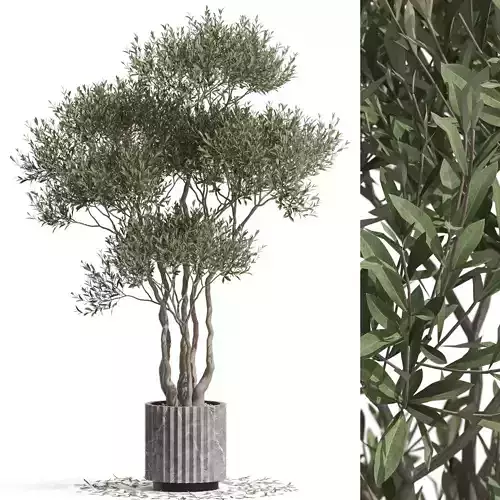 Plants collection 723 3D model