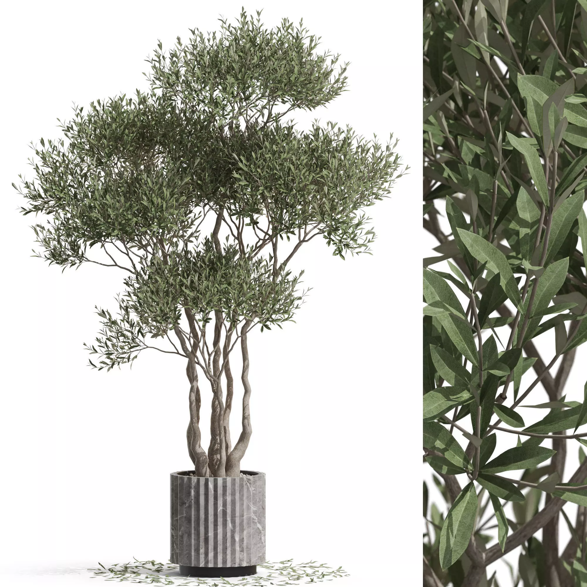 Plants collection 723 3D model_0