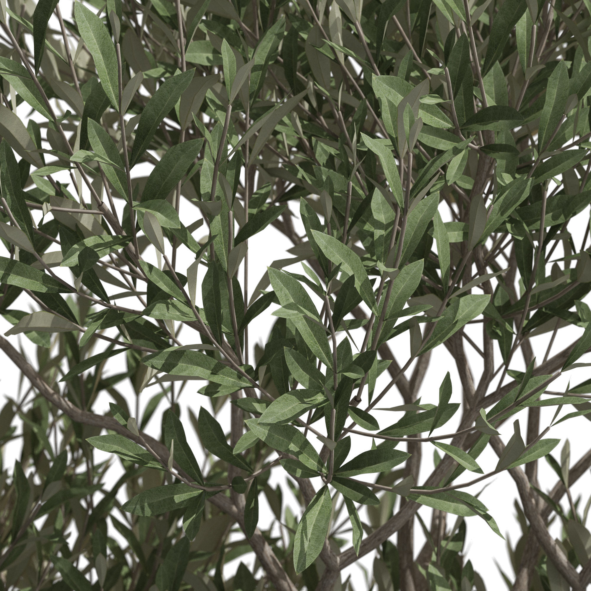 Plants collection 723 3D model_1