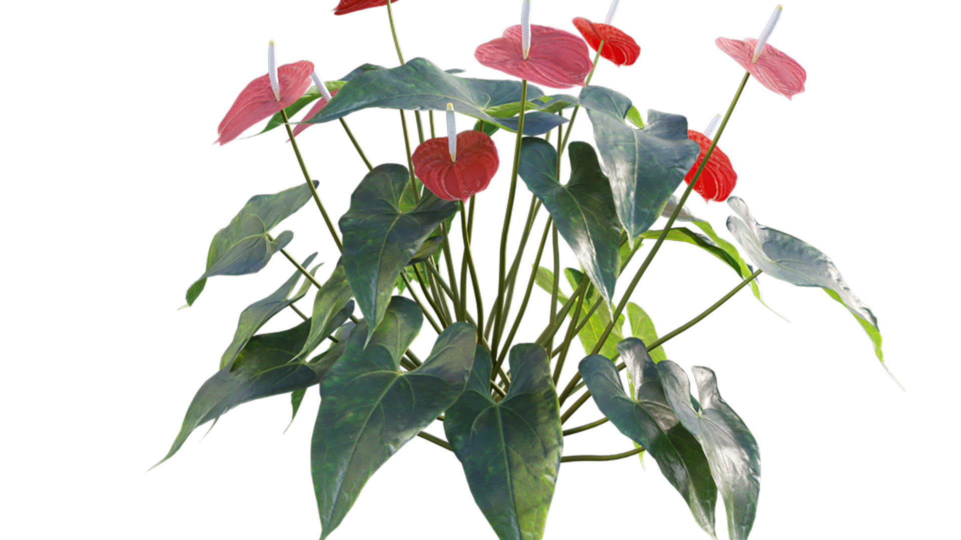 Anthurium andraeanum 3D model_5