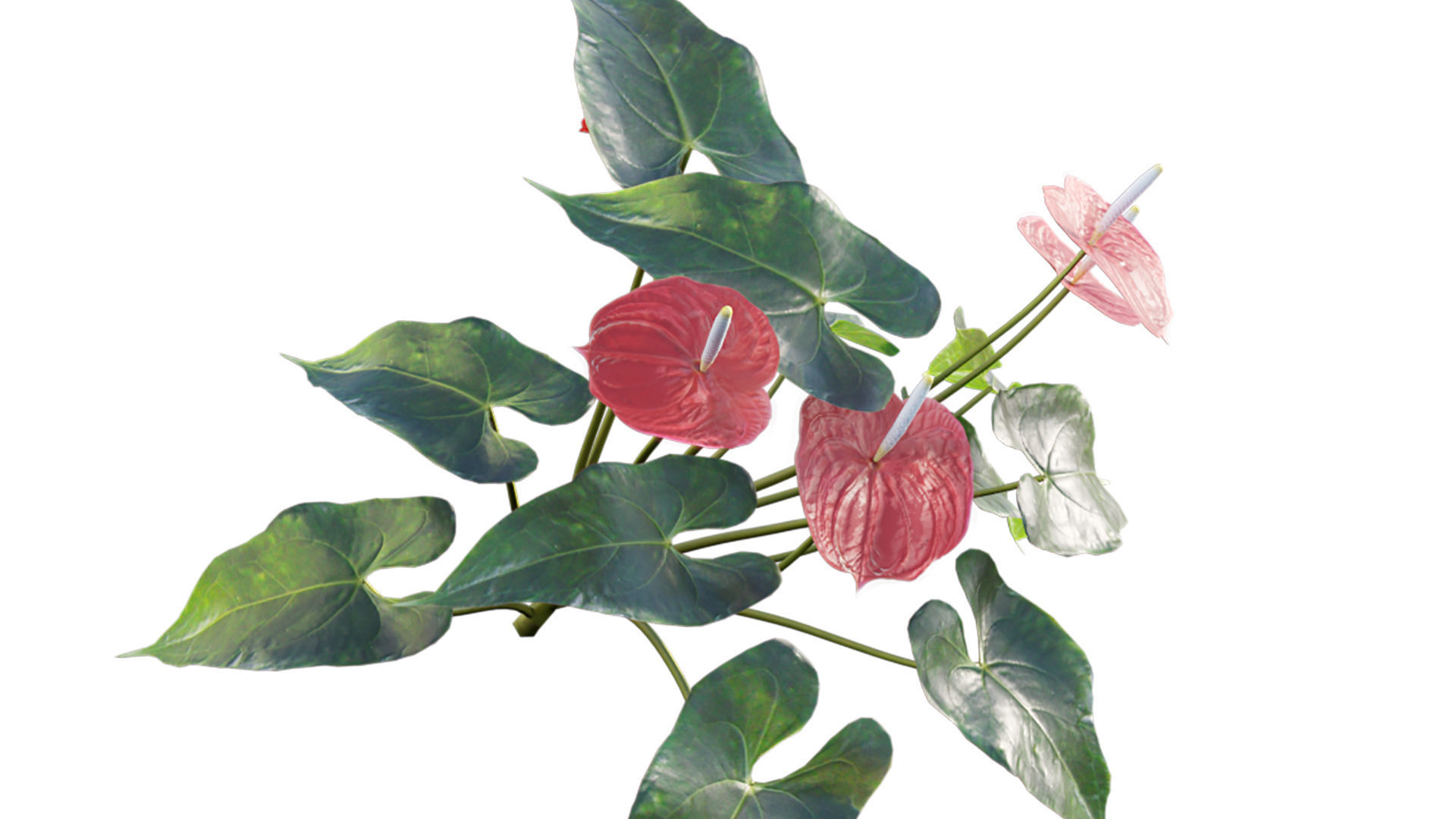 Anthurium andraeanum 3D model_3