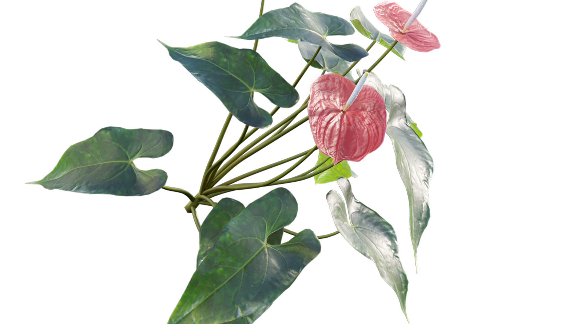 Anthurium andraeanum 3D model_4