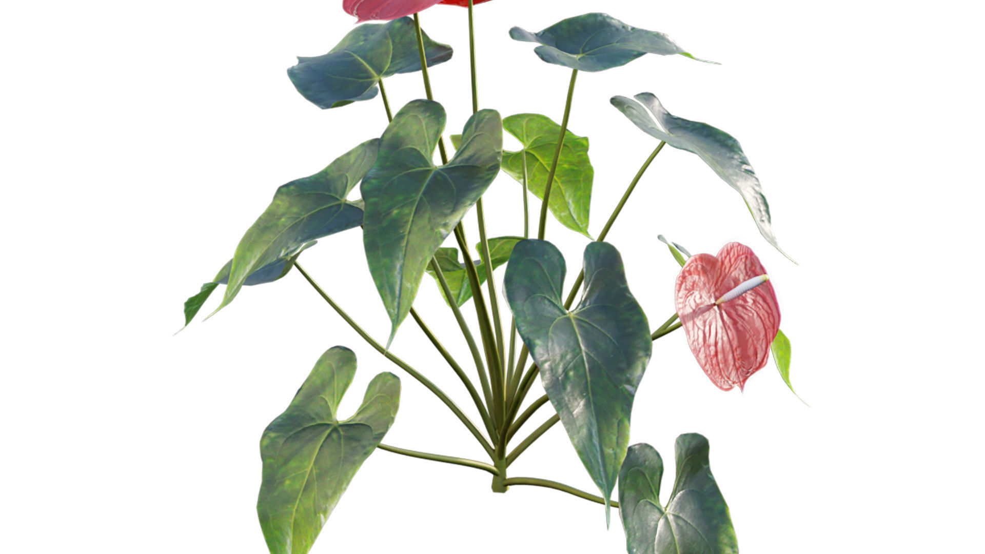 Anthurium andraeanum 3D model_7