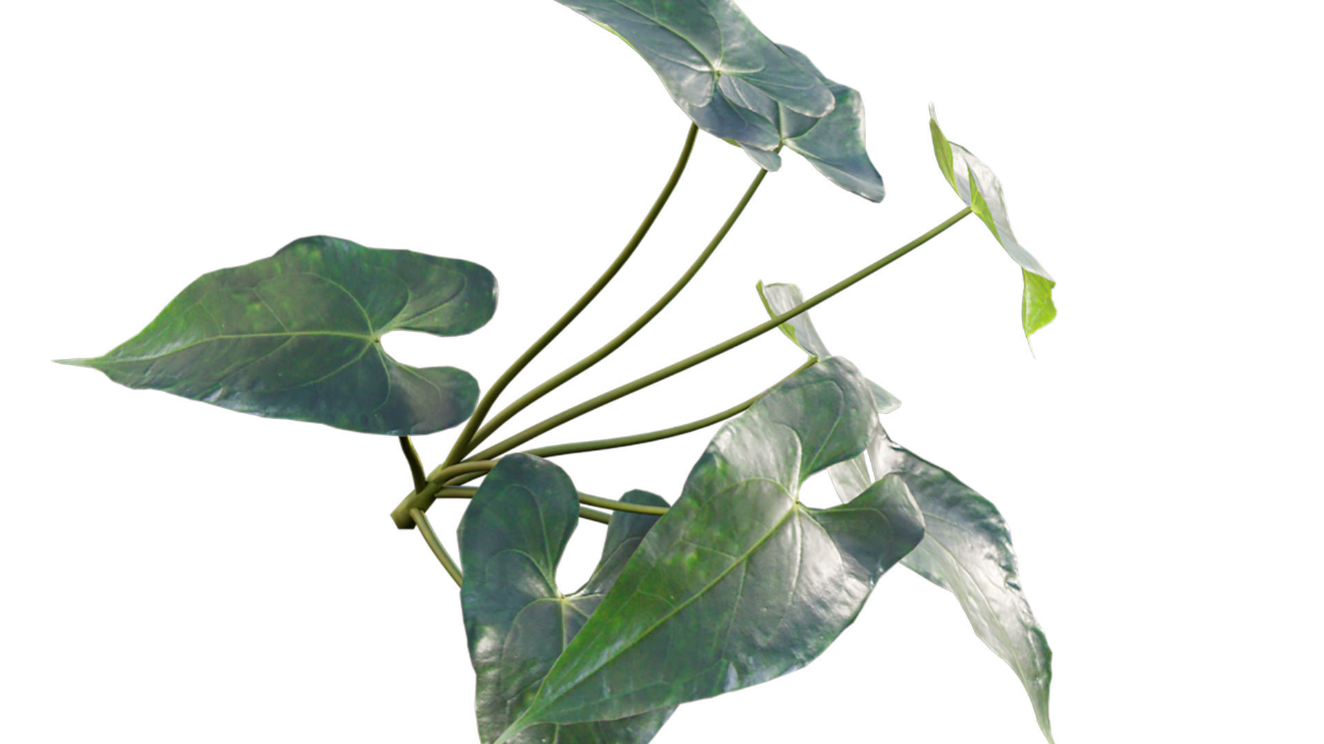 Anthurium andraeanum 3D model_8