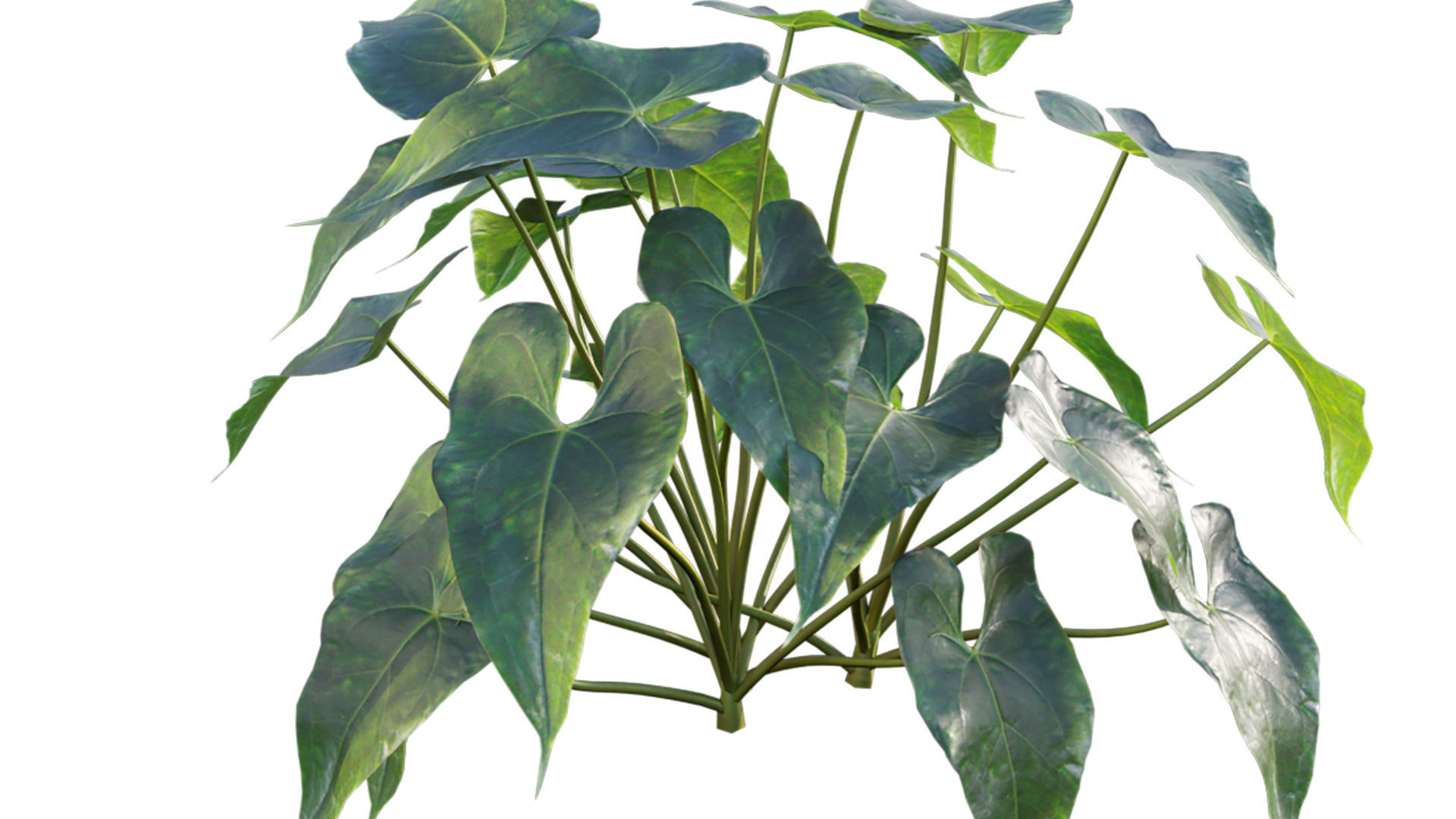 Anthurium andraeanum 3D model_6