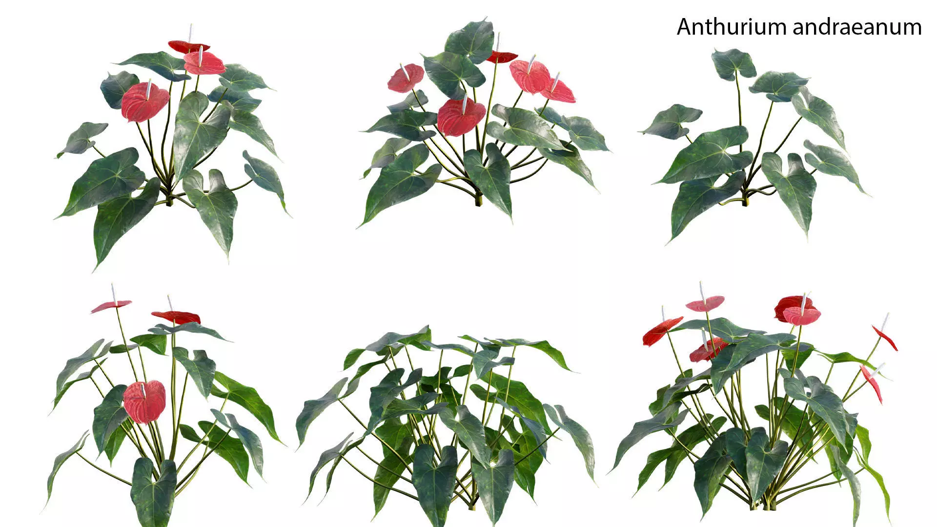 Anthurium andraeanum 3D model_0