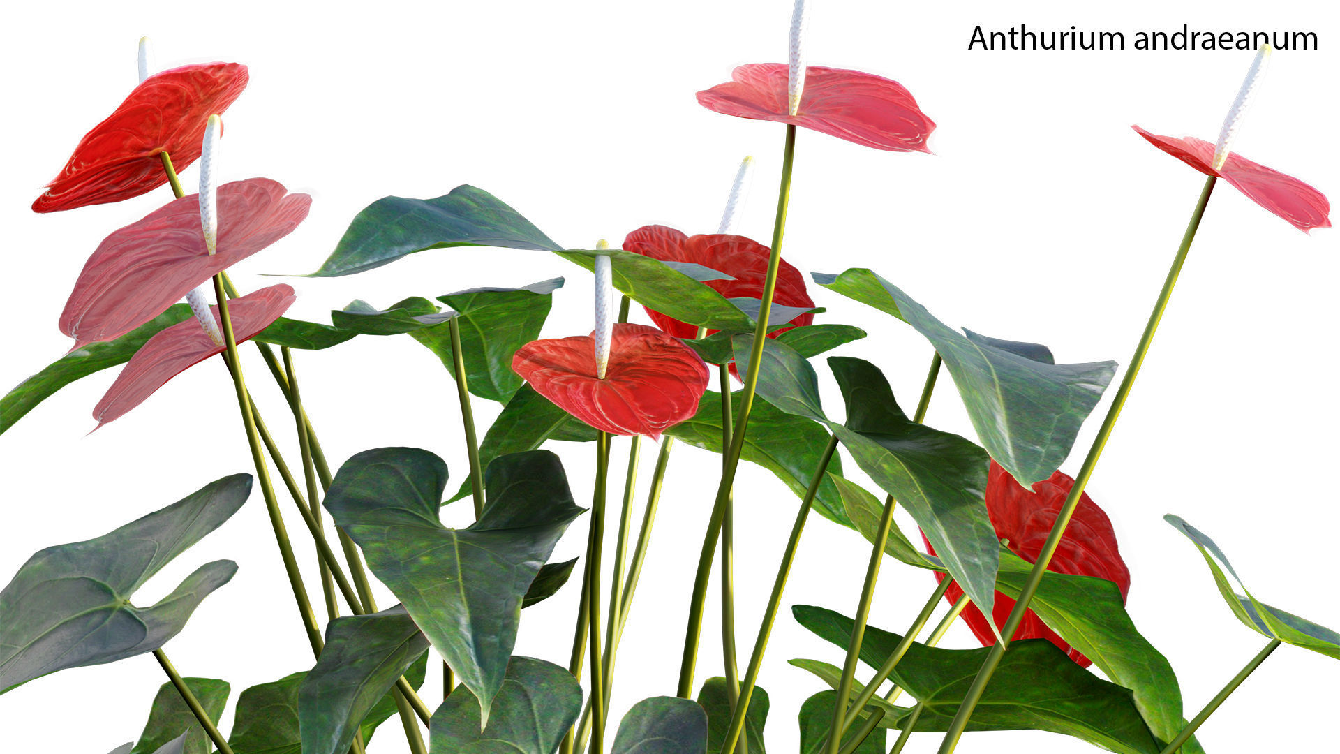Anthurium andraeanum 3D model_1