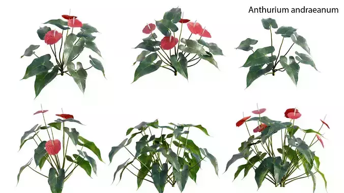 Anthurium andraeanum - Flamingo flower - GrowFX 3D model