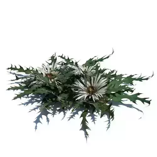 Wilting Carlina Acaulis Plant