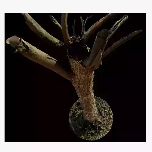 tree10scan tree with full moon