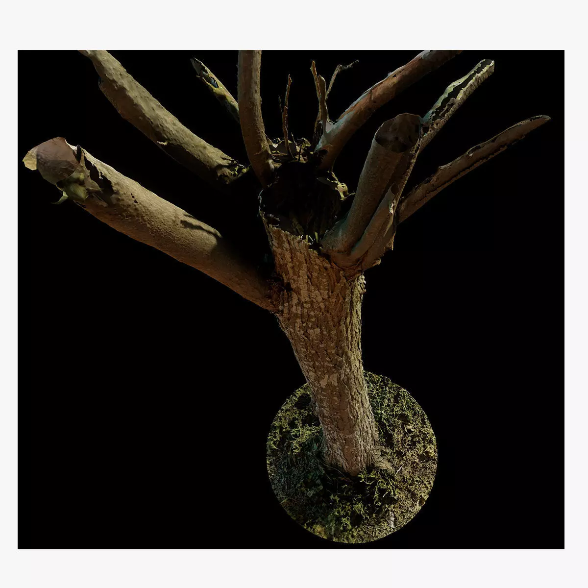 tree10scan tree with full moon 3D model