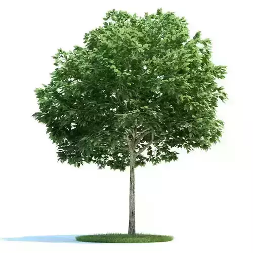 Tall Sorbus Green Leafed Tree