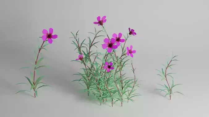 Wallflowers or Erysimum 