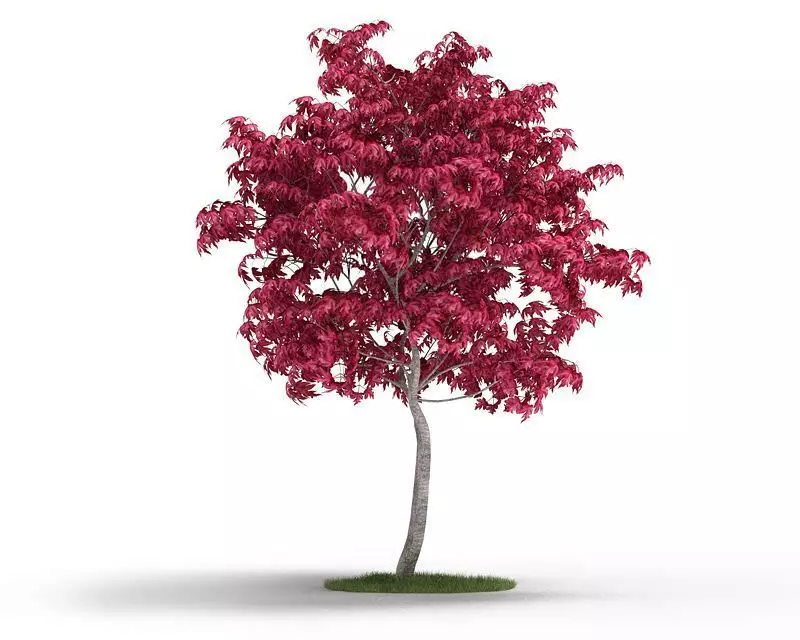 Acer Japonicum Purple Tree 3D model_0