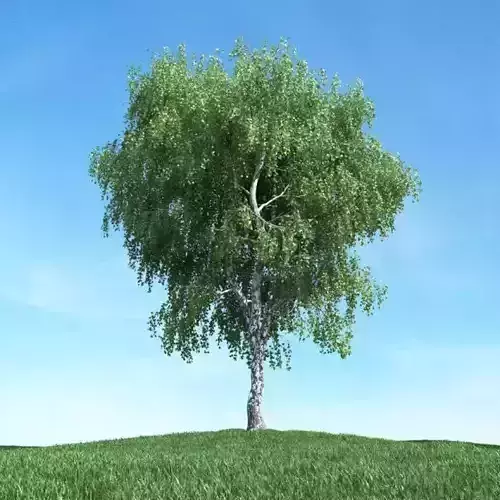 Green Weeping Leafy Tree