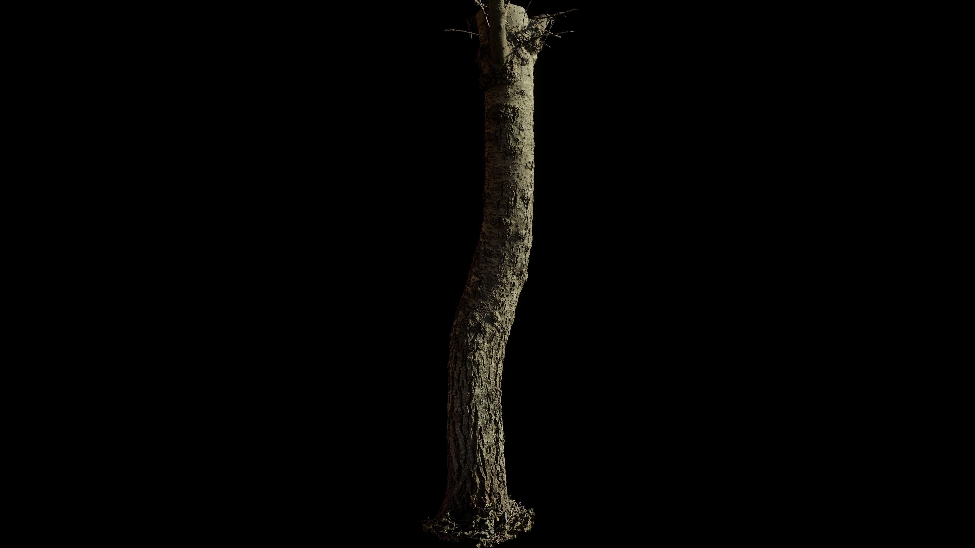 tree11scan tree trunk 3D model_3