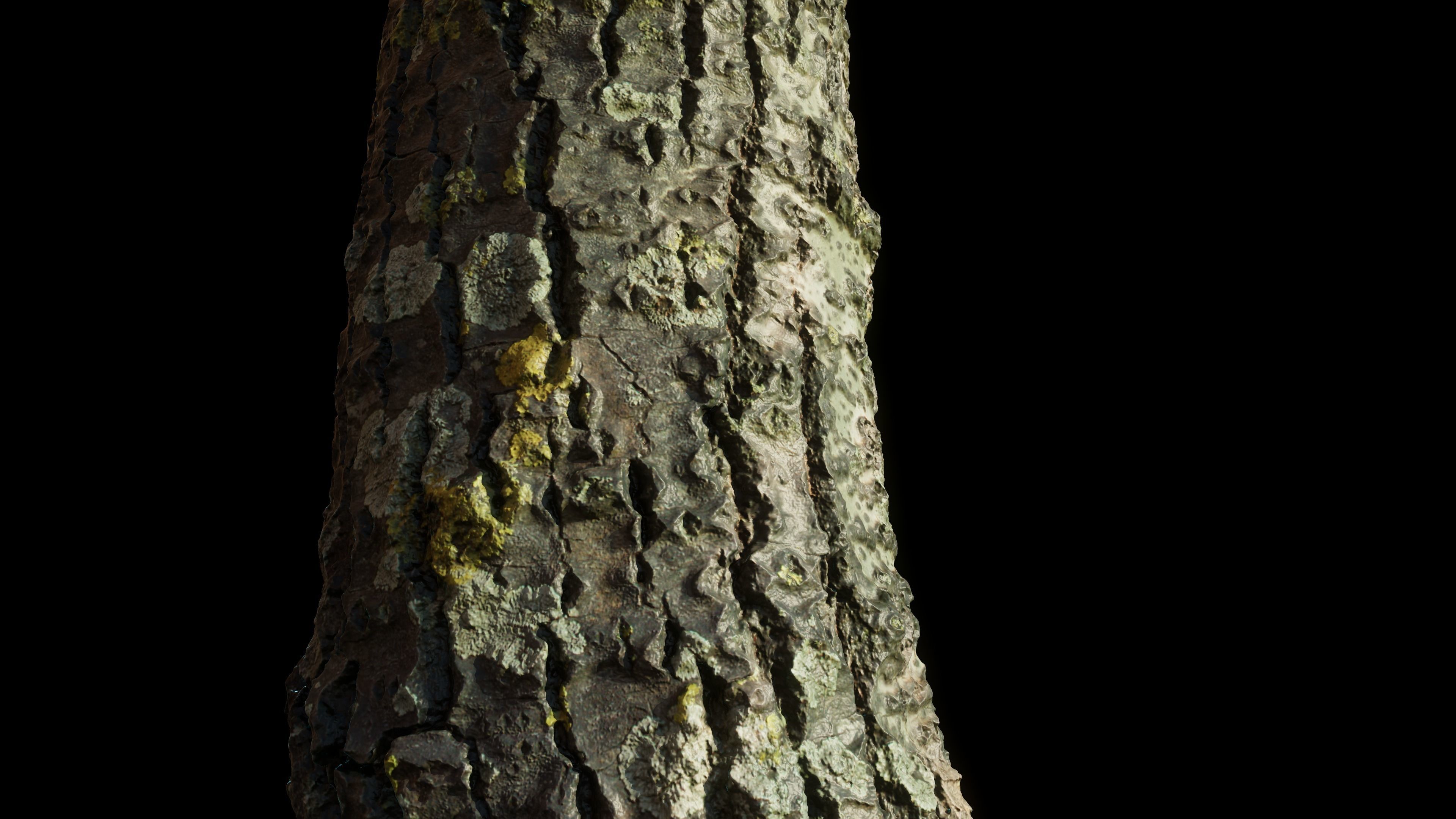 tree11scan tree trunk 3D model_12
