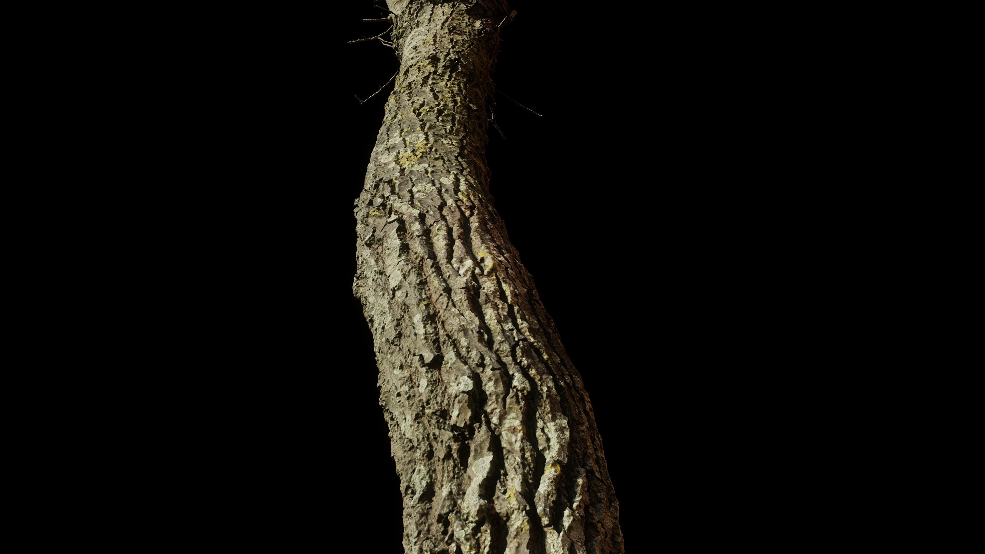 tree11scan tree trunk 3D model_6