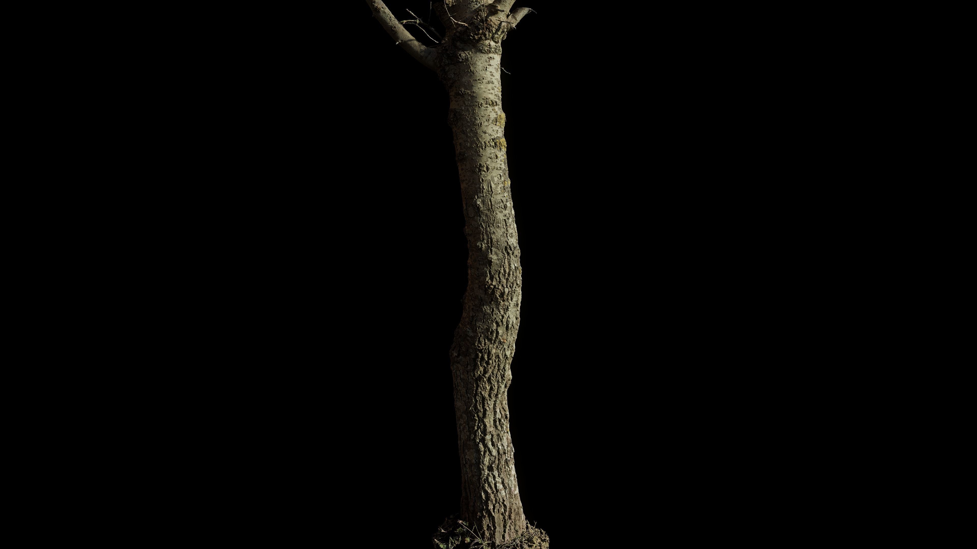 tree11scan tree trunk 3D model_1