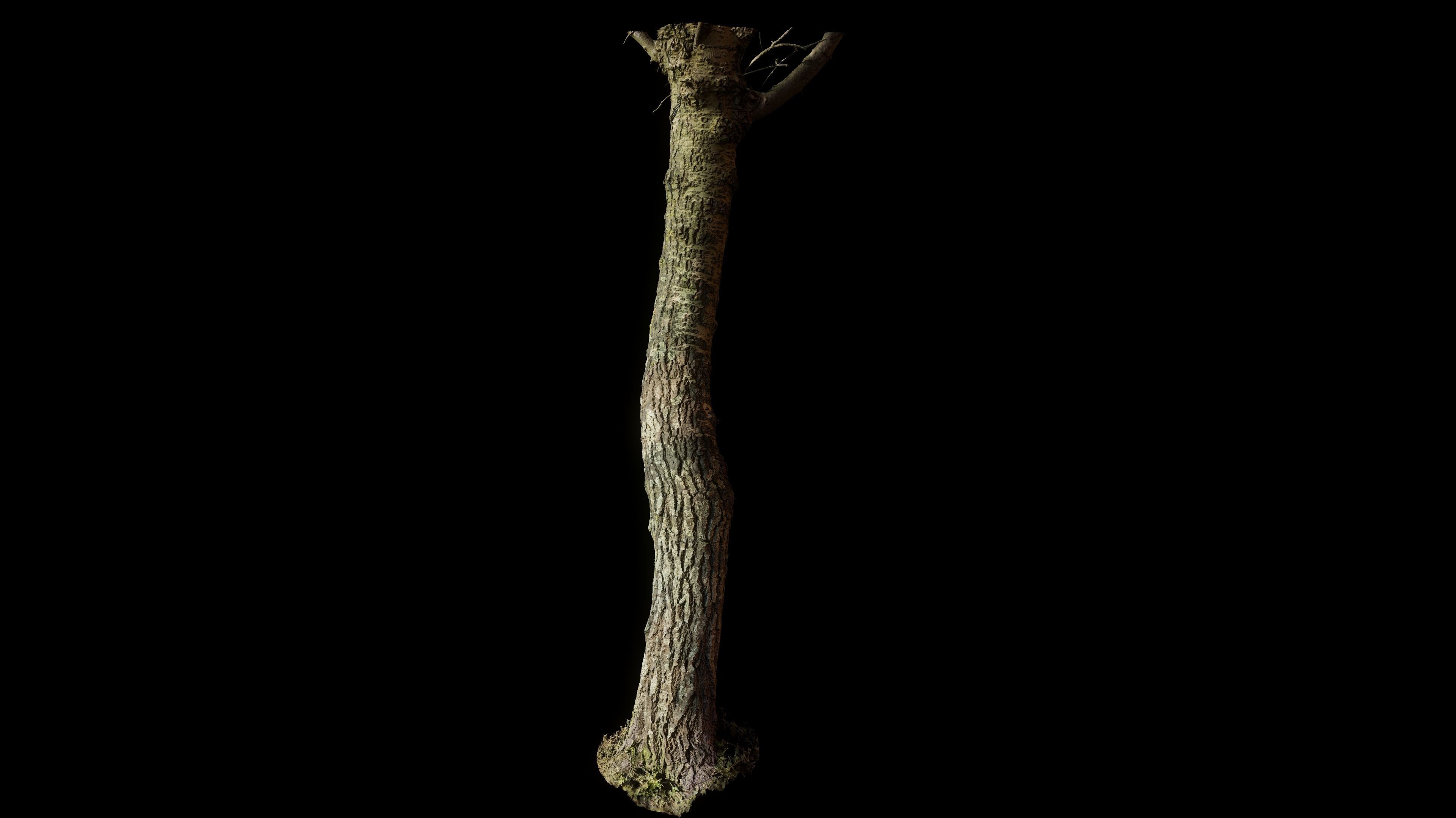 tree11scan tree trunk 3D model_4
