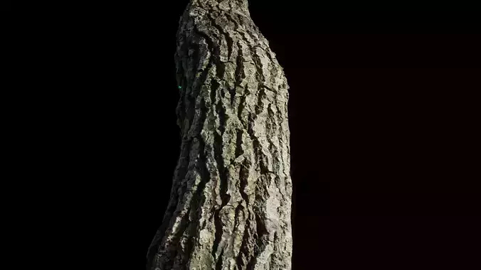 tree11scan tree trunk