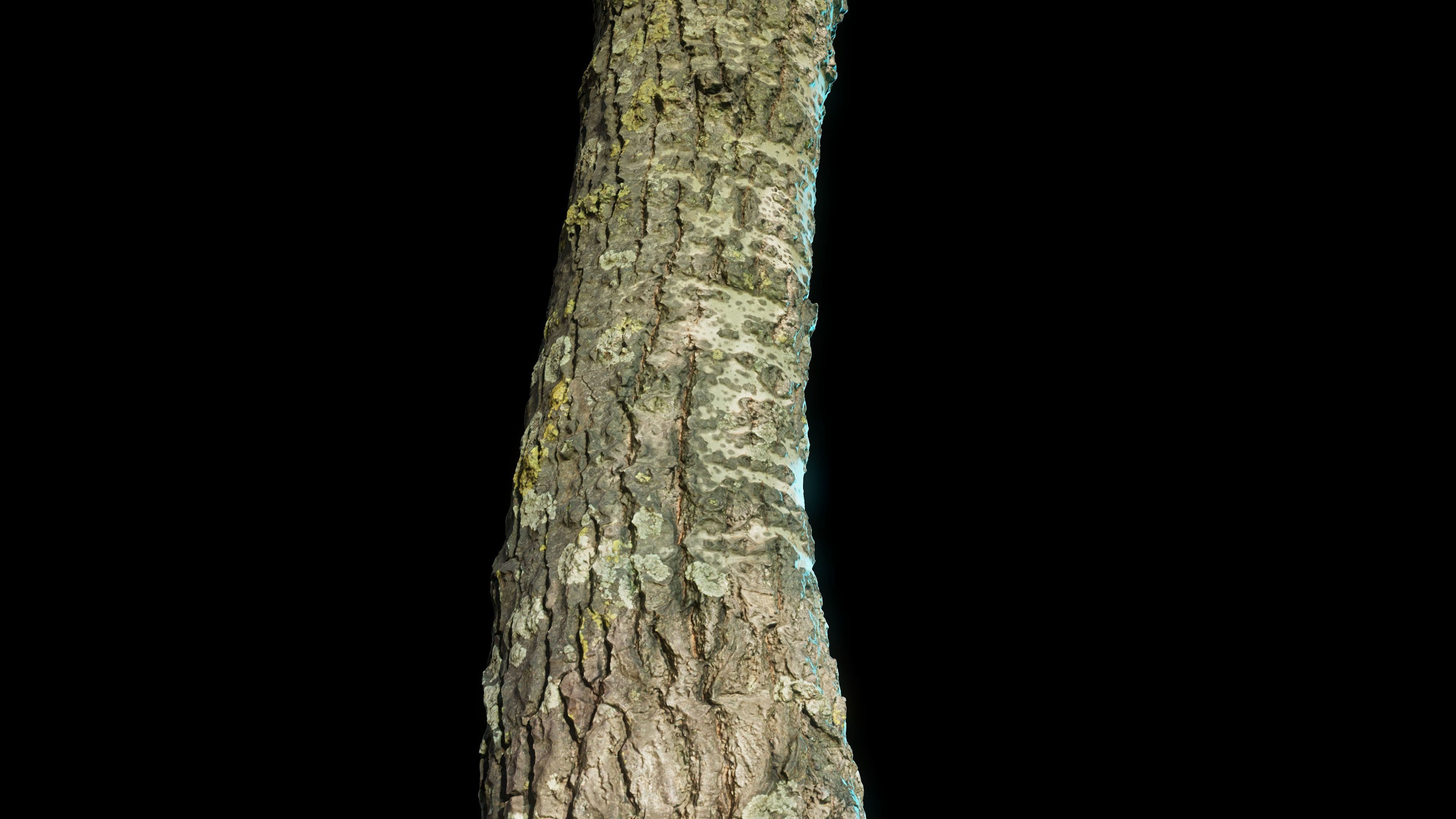 tree11scan tree trunk 3D model_11