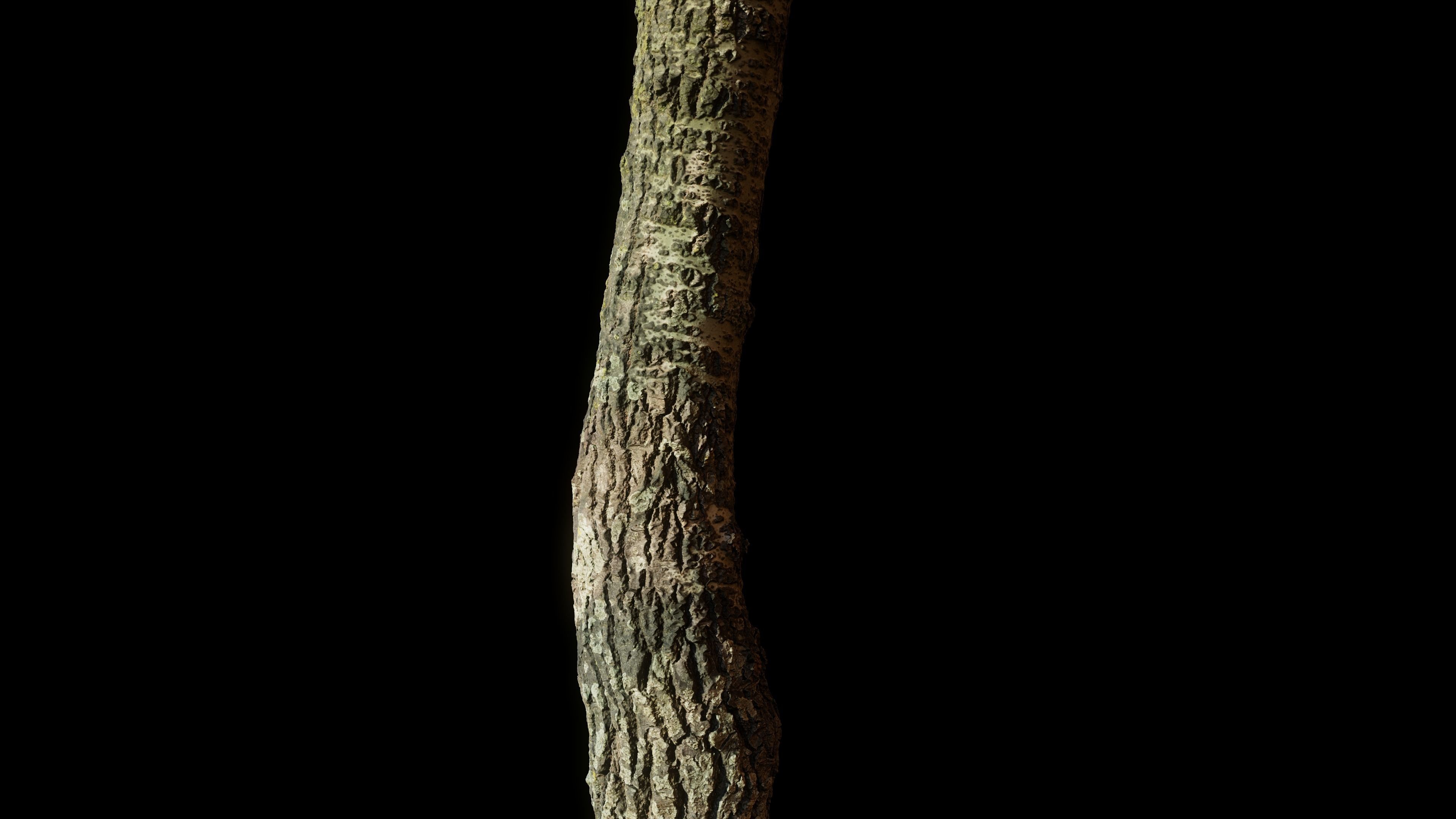 tree11scan tree trunk 3D model_5
