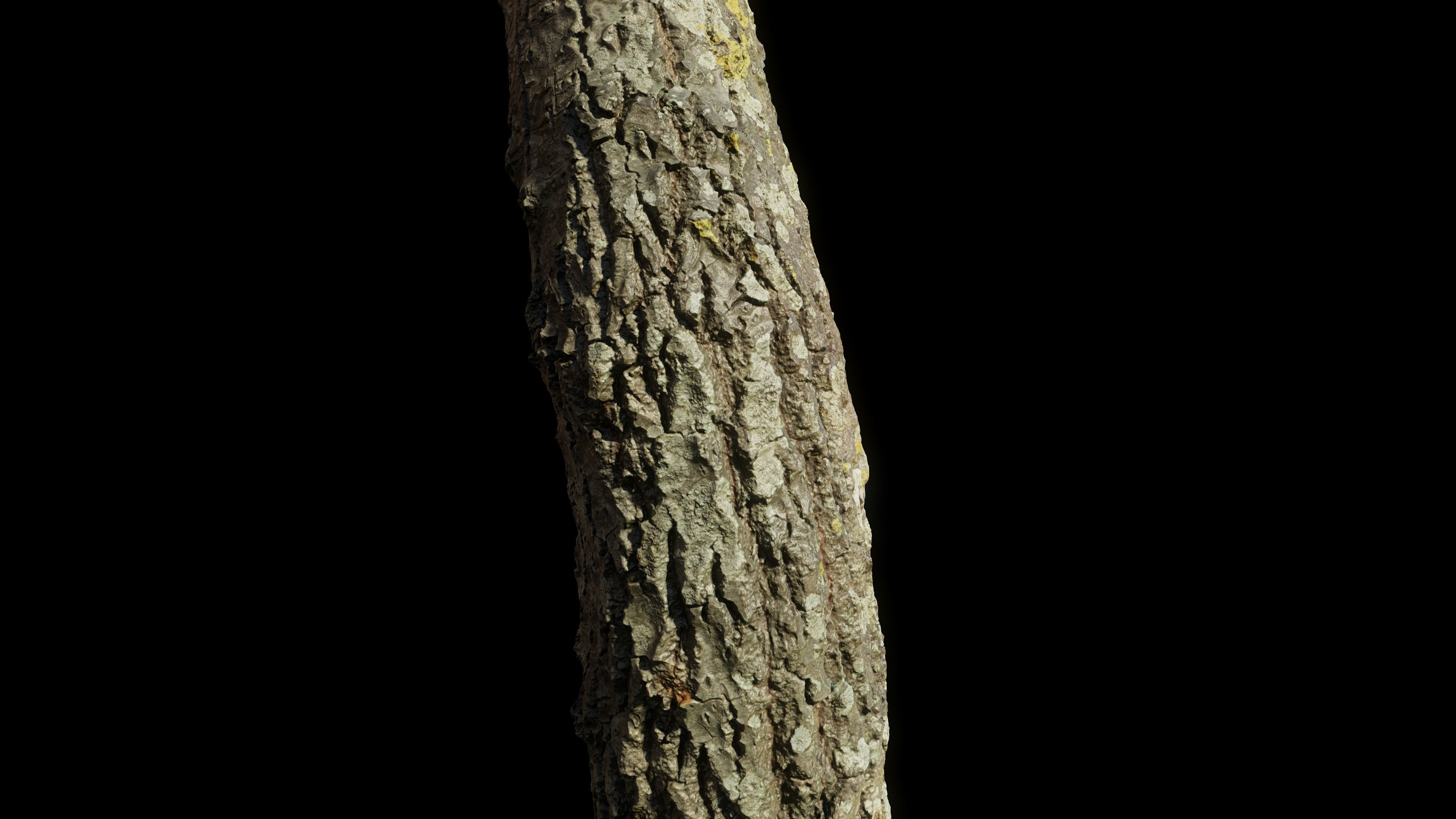 tree11scan tree trunk 3D model_14