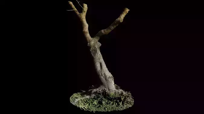 Treebark06scan dead tree