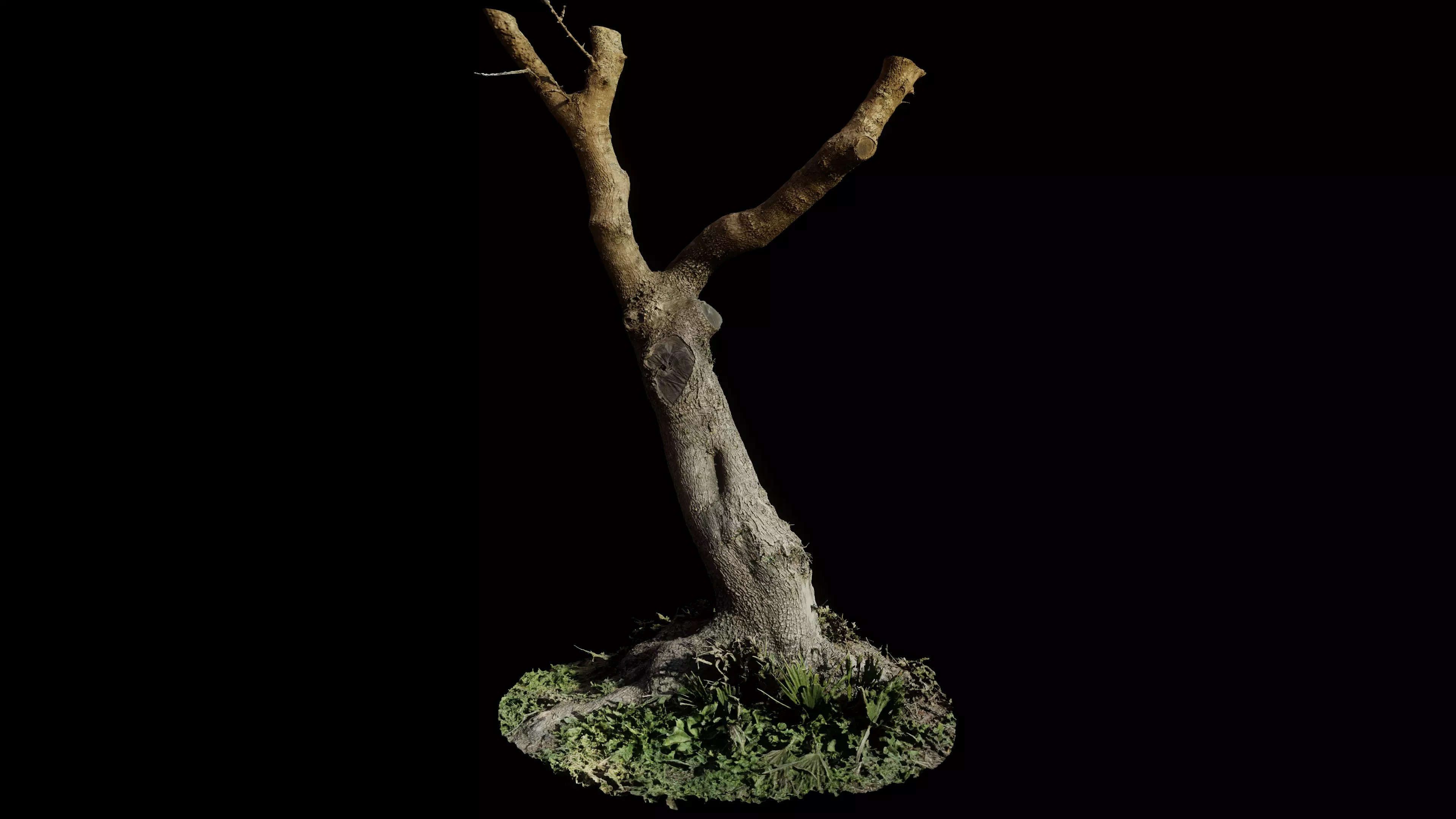 Treebark06scan dead tree 3D model