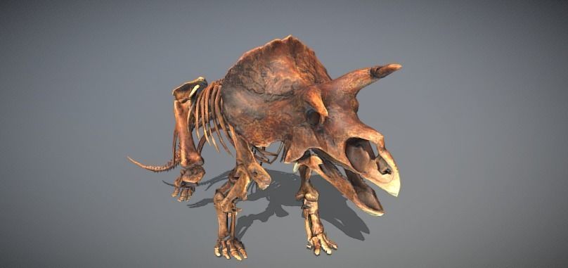 Animated Triceratops 3D model_1