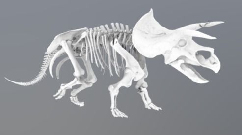 Animated Triceratops 3D model_4