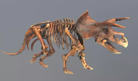 Animated Triceratops 3D model_0
