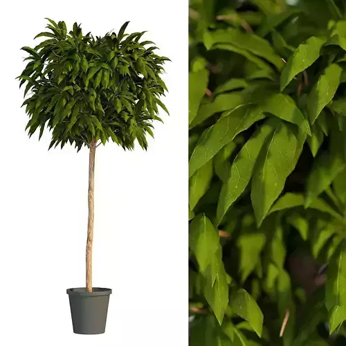 bushes for interior 3D model
