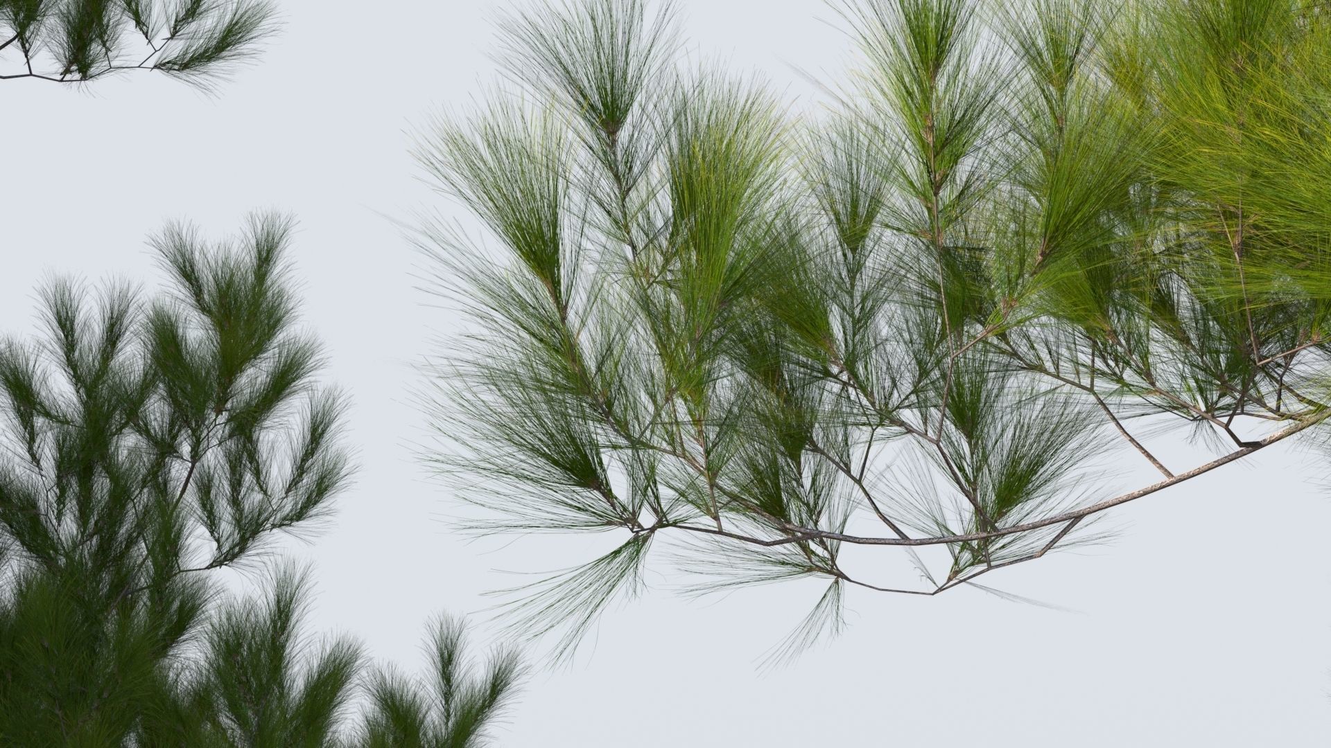 pinus pine tree 3D model_6