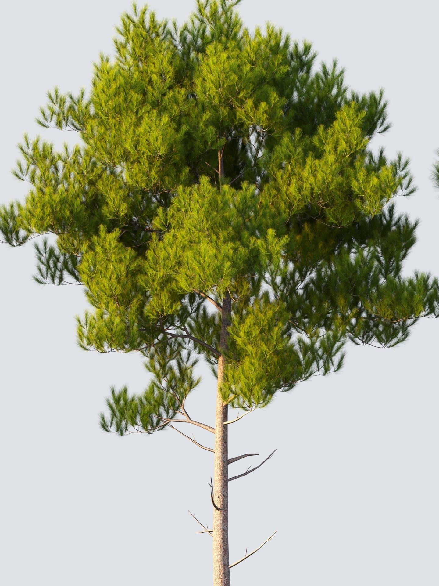 pinus pine tree 3D model_3