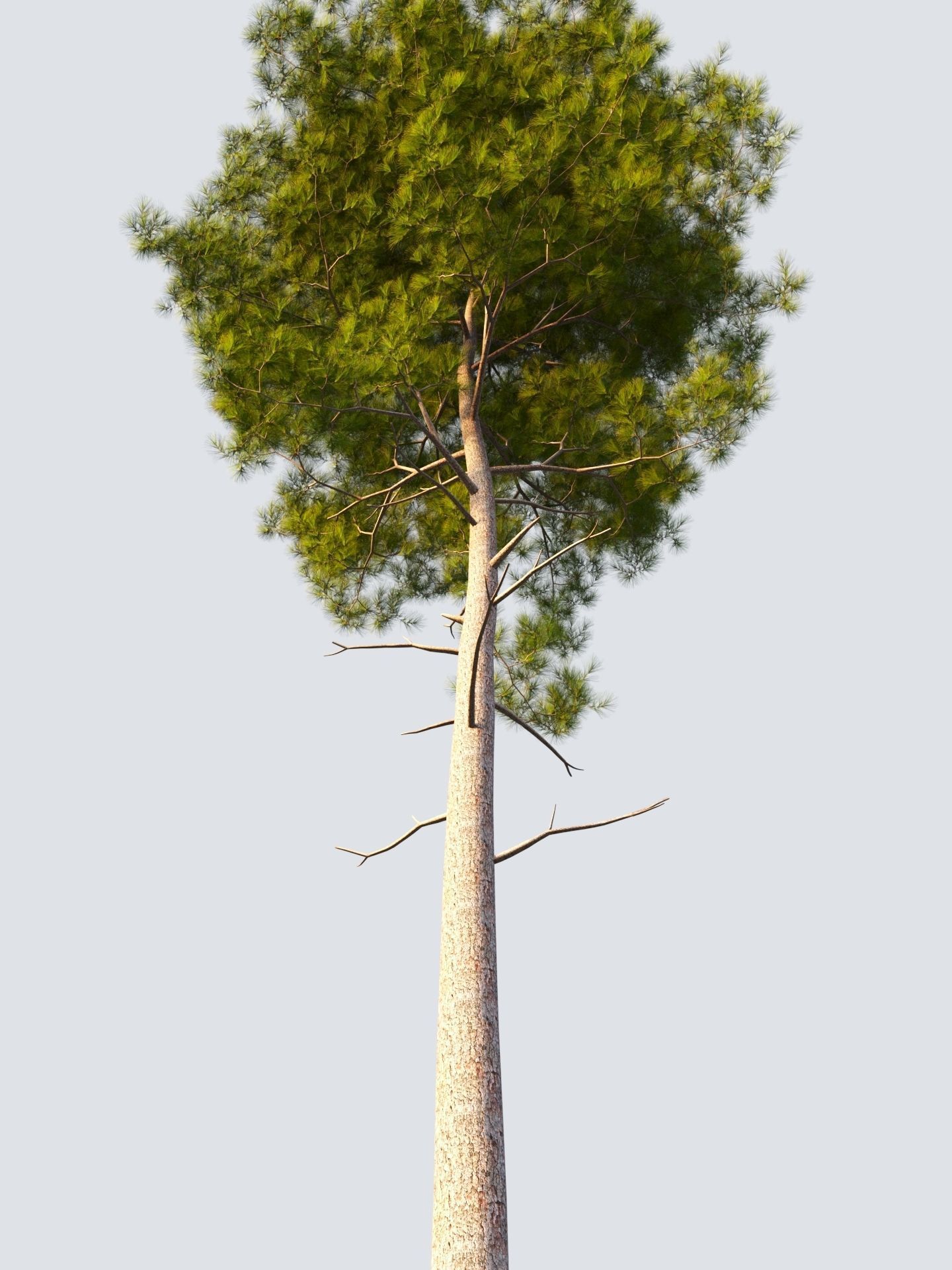 pinus pine tree 3D model_5