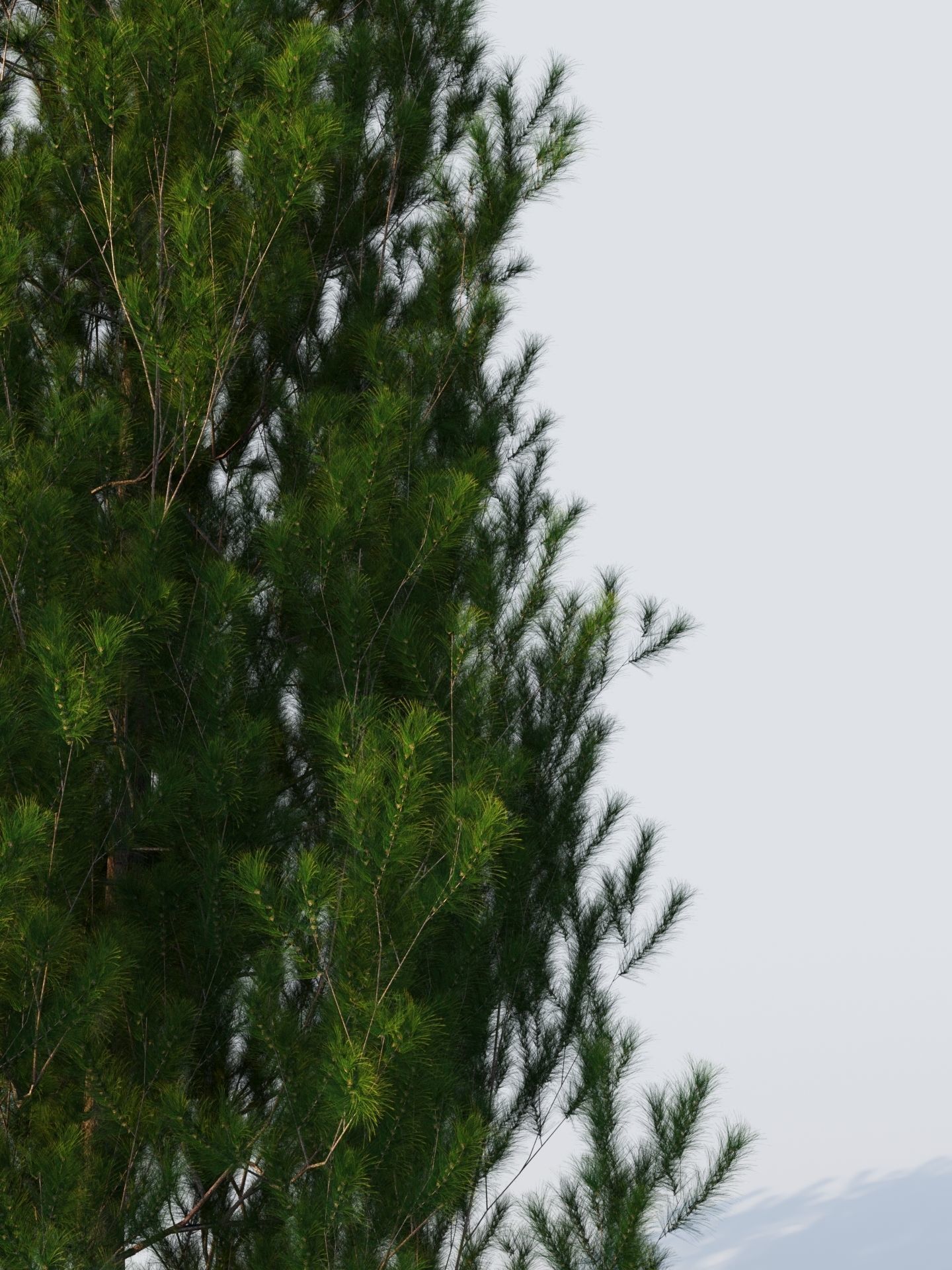 pinus pine tree 3D model_1