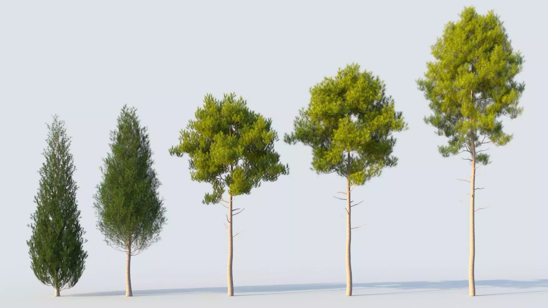 pinus pine tree 3D model_0
