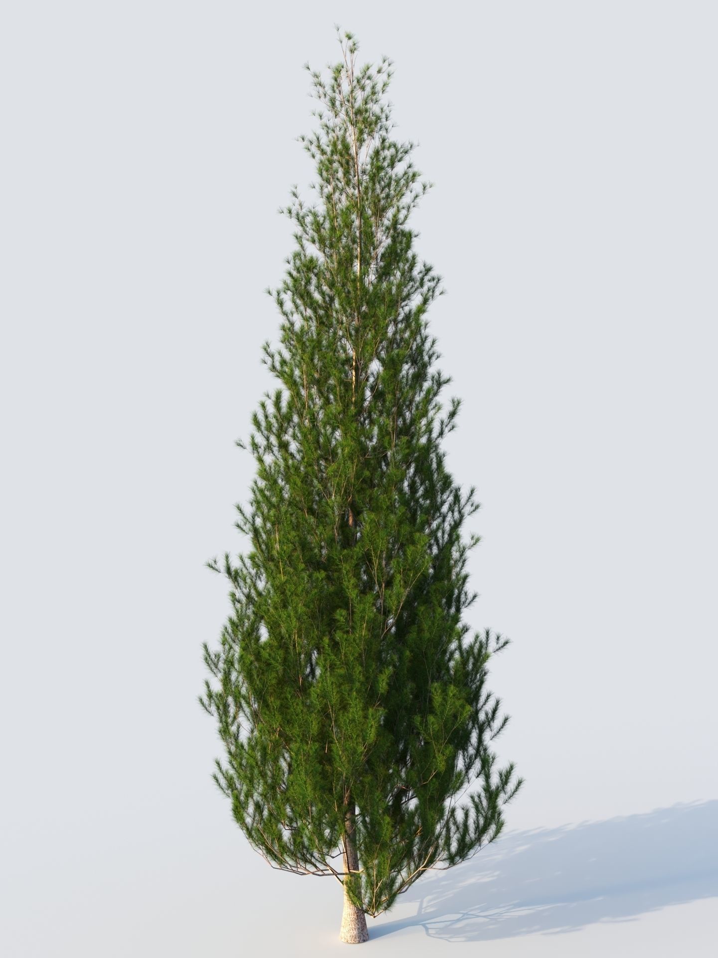 pinus pine tree 3D model_8