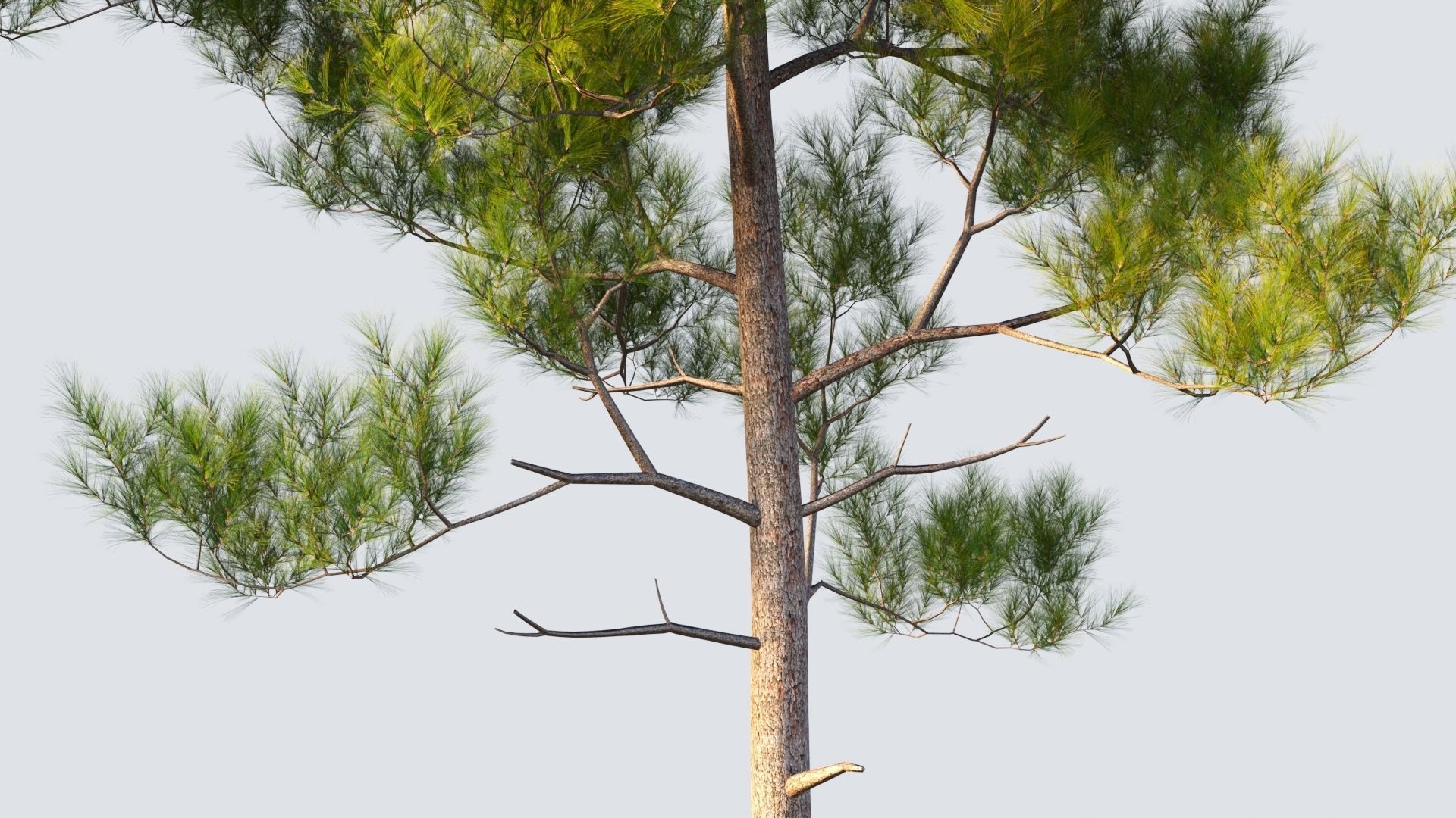 pinus pine tree 3D model_7