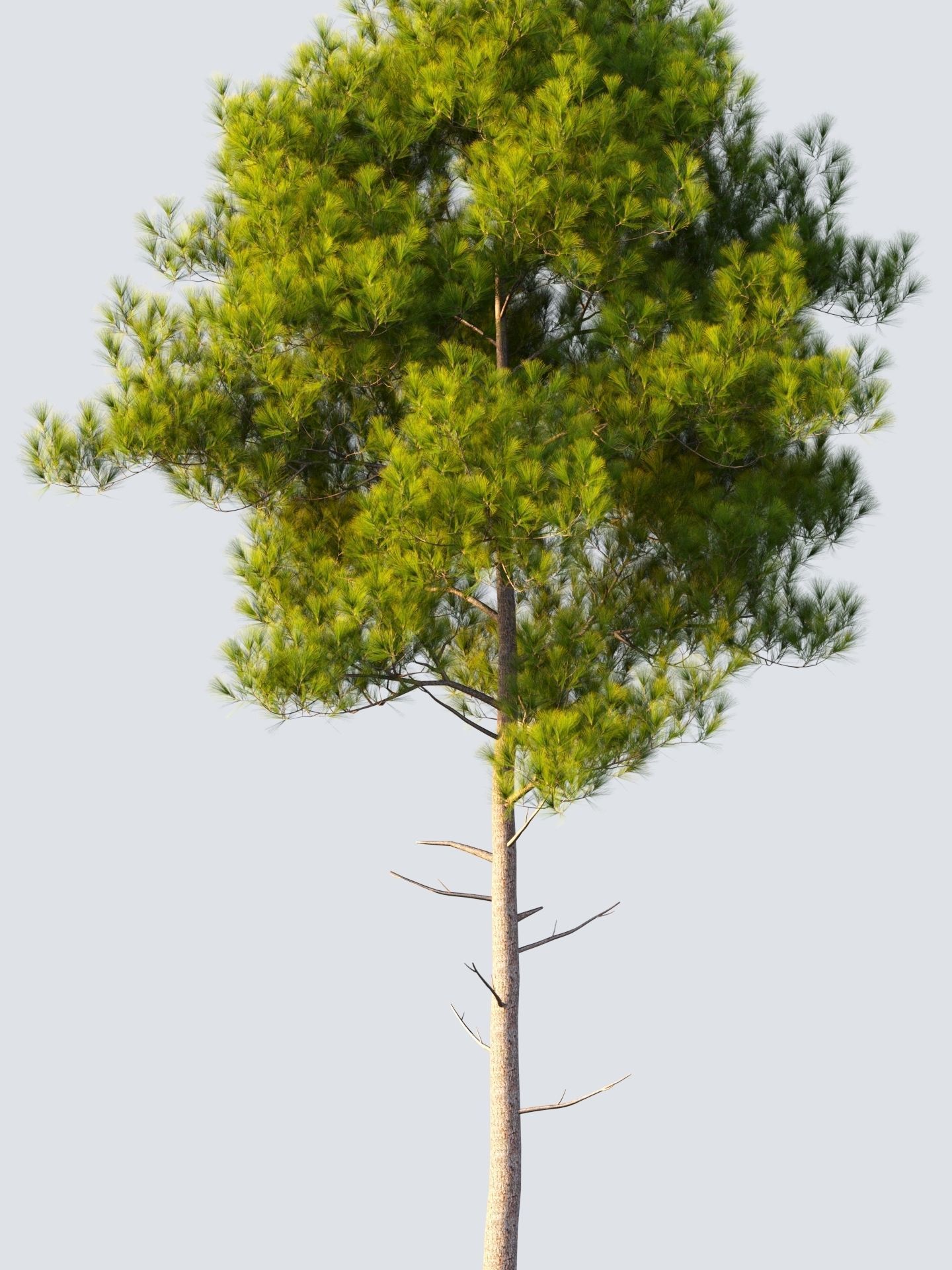 pinus pine tree 3D model_4